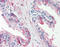 Heat Shock Protein Family B (Small) Member 1 antibody, 48-052, ProSci, Immunohistochemistry paraffin image 