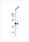 Mitochondrial Translation Release Factor 1 antibody, PA5-48863, Invitrogen Antibodies, Western Blot image 