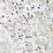 Sarcoplasmic/endoplasmic reticulum calcium ATPase 3 antibody, 15-440, ProSci, Immunohistochemistry frozen image 