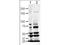 Slit homolog 1 protein antibody, A04113, Boster Biological Technology, Western Blot image 