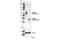 SLAM Family Member 6 antibody, 15309S, Cell Signaling Technology, Western Blot image 
