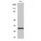 NAD(P)H Quinone Dehydrogenase 1 antibody, LS-C384963, Lifespan Biosciences, Western Blot image 