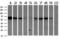 Guanylate Binding Protein 1 antibody, LS-C337506, Lifespan Biosciences, Western Blot image 