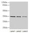 Growth Differentiation Factor 15 antibody, CSB-PA10029A0Rb, Cusabio, Western Blot image 