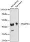 Angiopoietin Like 5 antibody, LS-C750193, Lifespan Biosciences, Western Blot image 