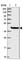 GTPase, IMAP Family Member 1 antibody, HPA044887, Atlas Antibodies, Western Blot image 