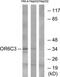 Olfactory Receptor Family 6 Subfamily C Member 3 antibody, TA316271, Origene, Western Blot image 