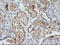 Kallikrein Related Peptidase 8 antibody, LS-C174683, Lifespan Biosciences, Immunohistochemistry paraffin image 