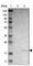TNF Receptor Superfamily Member 14 antibody, HPA006404, Atlas Antibodies, Western Blot image 