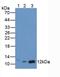 Macrophage Migration Inhibitory Factor antibody, MBS2001510, MyBioSource, Western Blot image 