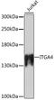 CD49D antibody, A00468-1, Boster Biological Technology, Western Blot image 