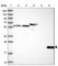 CD3 antibody, HPA043955, Atlas Antibodies, Western Blot image 