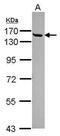 Cingulin antibody, PA5-31654, Invitrogen Antibodies, Western Blot image 