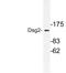 Desmoglein 2 antibody, LS-C177823, Lifespan Biosciences, Western Blot image 