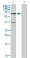 ER Degradation Enhancing Alpha-Mannosidase Like Protein 2 antibody, H00055741-D01P, Novus Biologicals, Western Blot image 