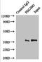PDZ And LIM Domain 1 antibody, LS-C376294, Lifespan Biosciences, Immunoprecipitation image 