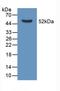 Apolipoprotein D antibody, LS-C292907, Lifespan Biosciences, Western Blot image 