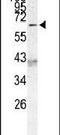 MLLT3 Super Elongation Complex Subunit antibody, PA5-13173, Invitrogen Antibodies, Western Blot image 