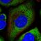 Ribosomal Protein L26 Like 1 antibody, HPA030449, Atlas Antibodies, Immunofluorescence image 