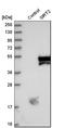 Sirtuin 2 antibody, HPA011165, Atlas Antibodies, Western Blot image 