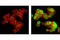 Nuclear Receptor Subfamily 4 Group A Member 1 antibody, 3960T, Cell Signaling Technology, Immunocytochemistry image 