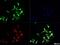 Toll Like Receptor 7 antibody, NBP2-24905, Novus Biologicals, Immunofluorescence image 