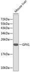 Glutathione Peroxidase 1 antibody, 13-308, ProSci, Western Blot image 