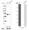 LanC Like 2 antibody, NBP1-83340, Novus Biologicals, Western Blot image 