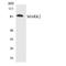 Microtubule Affinity Regulating Kinase 2 antibody, LS-B14681, Lifespan Biosciences, Western Blot image 