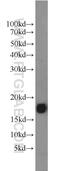 FXYD Domain Containing Ion Transport Regulator 7 antibody, 11465-1-AP, Proteintech Group, Western Blot image 
