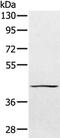 Protein Tyrosine Phosphatase Non-Receptor Type 7 antibody, PA5-50478, Invitrogen Antibodies, Western Blot image 