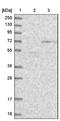 PTGES3L-AARSD1 Readthrough antibody, NBP1-81144, Novus Biologicals, Western Blot image 