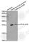 Eukaryotic Translation Initiation Factor 4E antibody, AP0228, ABclonal Technology, Western Blot image 