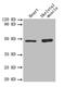 Transforming Growth Factor Beta 2 antibody, CSB-PA07319A0Rb, Cusabio, Western Blot image 