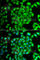 Mesenchyme Homeobox 1 antibody, A7332, ABclonal Technology, Immunofluorescence image 