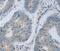 MAGE Family Member B4 antibody, PA5-50234, Invitrogen Antibodies, Immunohistochemistry frozen image 