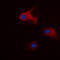 Tyrosine 3-Monooxygenase/Tryptophan 5-Monooxygenase Activation Protein Theta antibody, LS-C368640, Lifespan Biosciences, Immunofluorescence image 