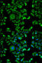 Exostosin Glycosyltransferase 1 antibody, 18-455, ProSci, Immunofluorescence image 