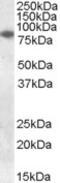 Cytochrome B-245 Beta Chain antibody, MBS421957, MyBioSource, Western Blot image 