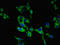 Roundabout Guidance Receptor 1 antibody, orb52282, Biorbyt, Immunofluorescence image 