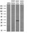 Fibroblast Growth Factor 2 antibody, GTX84501, GeneTex, Western Blot image 
