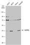 Mitogen-Activated Protein Kinase 13 antibody, NBP2-20260, Novus Biologicals, Western Blot image 
