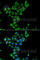 Coenzyme Q3, Methyltransferase antibody, A7469, ABclonal Technology, Immunofluorescence image 