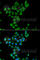 DHHB-MTase antibody, A7469, ABclonal Technology, Immunofluorescence image 