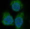 Eukaryotic Translation Initiation Factor 4E Binding Protein 1 antibody, M00968, Boster Biological Technology, Immunofluorescence image 