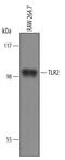 Toll Like Receptor 2 antibody, AF1530, R&D Systems, Western Blot image 