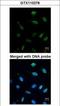 Minichromosome Maintenance Complex Component 7 antibody, GTX110278, GeneTex, Immunocytochemistry image 