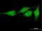 Prune Exopolyphosphatase 1 antibody, H00058497-B01P, Novus Biologicals, Immunofluorescence image 