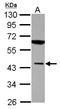 Muscleblind Like Splicing Regulator 1 antibody, LS-C155336, Lifespan Biosciences, Western Blot image 