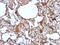 Melanoma Cell Adhesion Molecule antibody, GTX34459, GeneTex, Immunohistochemistry paraffin image 